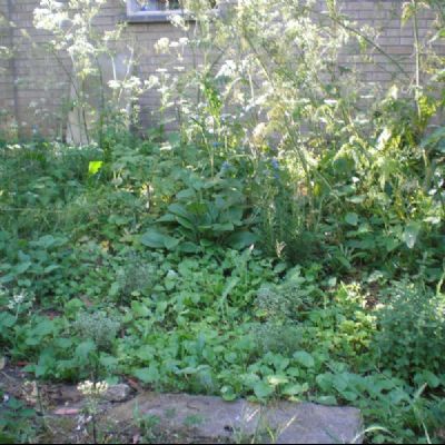 Herbs amongst natural flowers in the garden May 2011